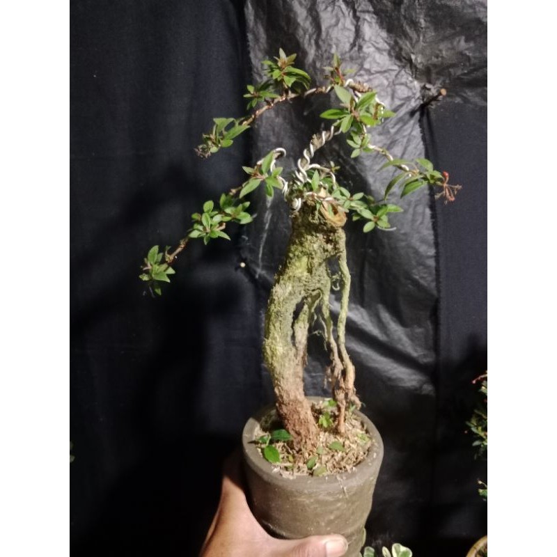bonsai pusaka     Berkualitas