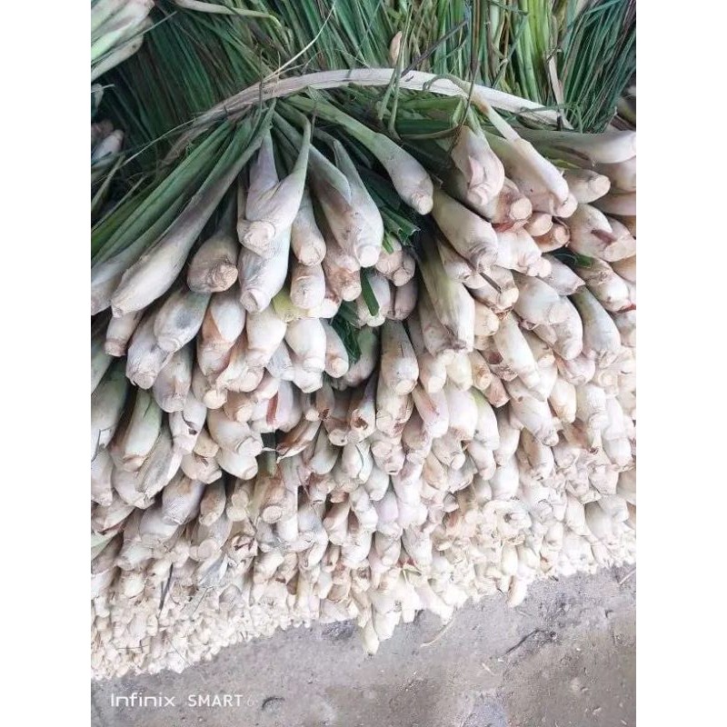 

Sereh serai segar 500 gram