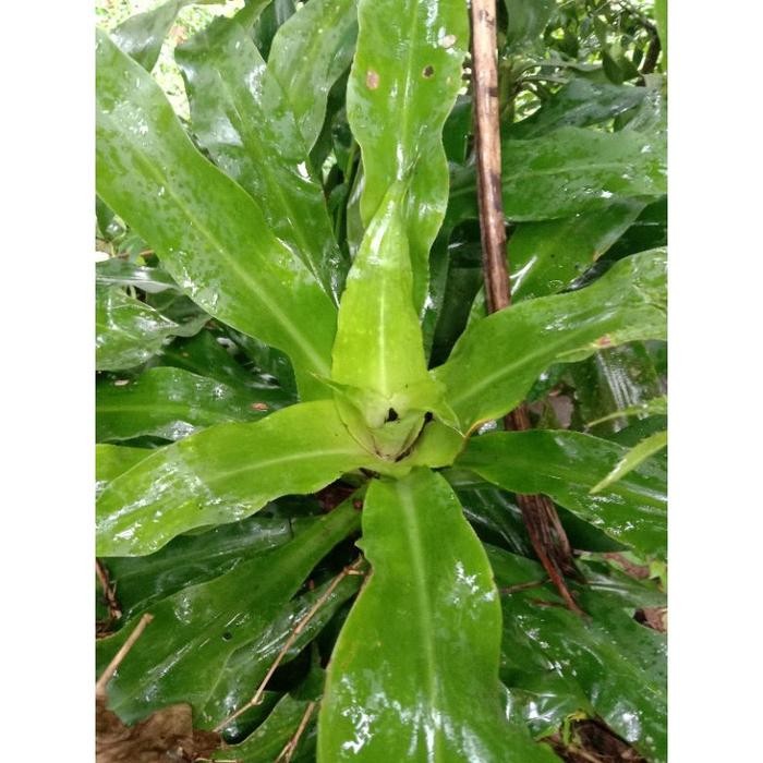 

terbaik daun bakung 150 gram herbal