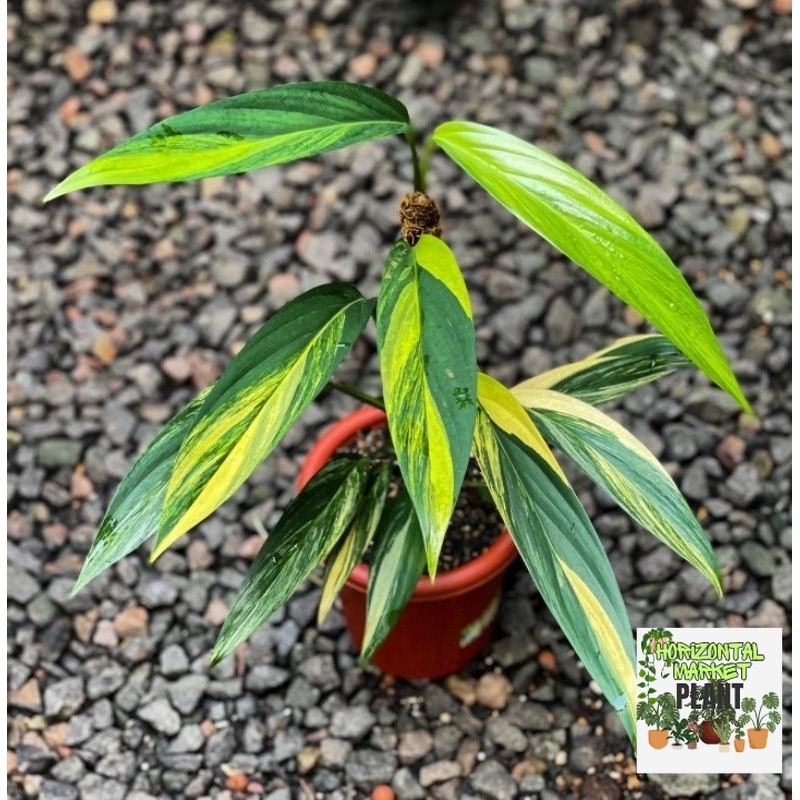 Epipremnum Amplissimum Variegata / Amplisimum varigata