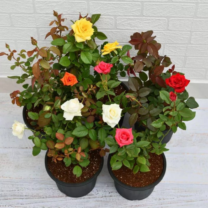 Tanaman Bunga Mawar Berbunga - Tanaman Hias Mawar Pot ( Sudah Bunga & Berlabel )