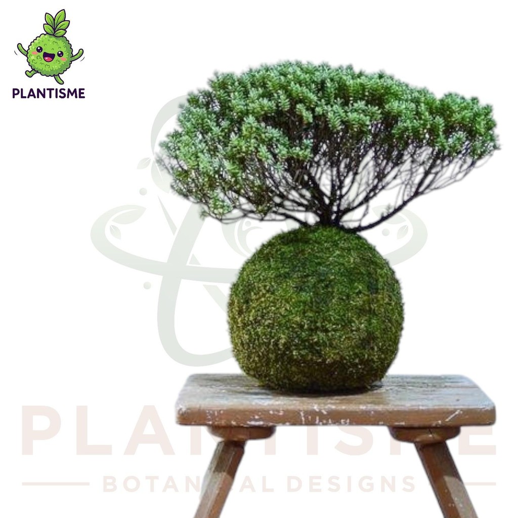 Mossball – Cemara Embun Juniperus Communis Hibernica Little Planet Tanaman Bonsai Mini Tropis