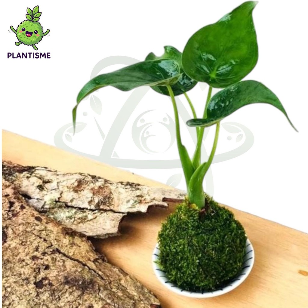Mossball – Alokasia Buddha Alocasia Cuculata Tanaman Daun Tropis Indoor Pembawa Hoki