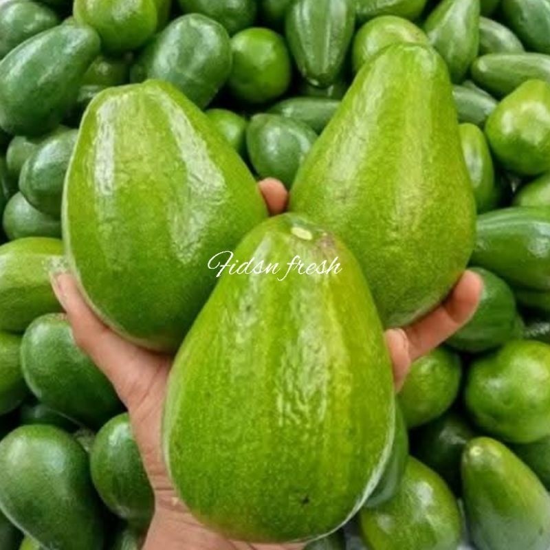 

ALPUKAT MENTEGA FRESH 1 KG JUMBO