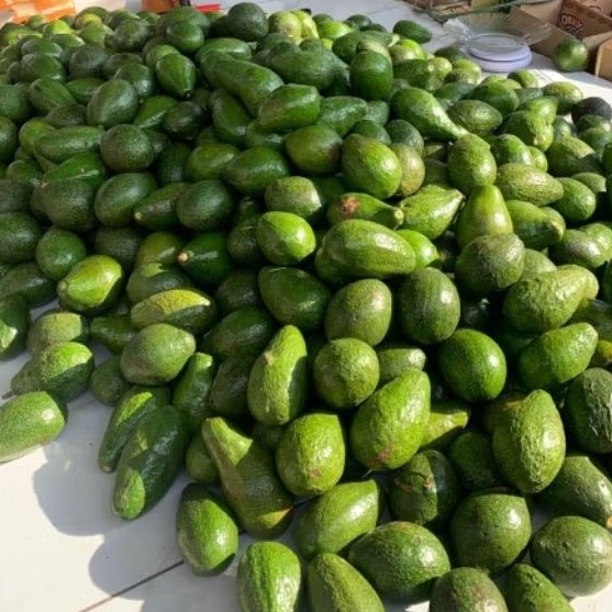 

Alpukat mentega Mini 1 kg isi 6_7 buah Ber garansi Dikirim Mentah