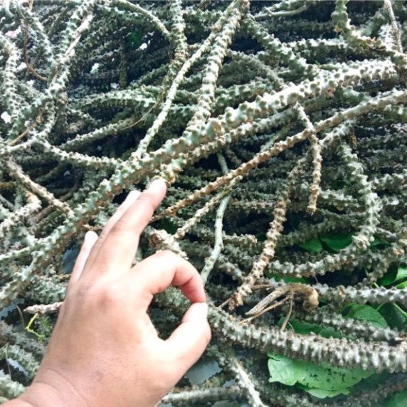 

Promo COD Bratrawali obat herbal 250gram fresh - brotowali --