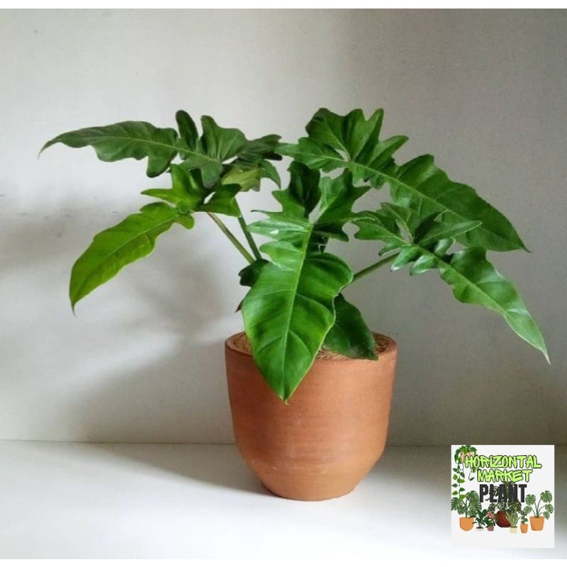 [COD] philodendron minarum 'lime fiddle' - philodendron dragon variegata - philodendron