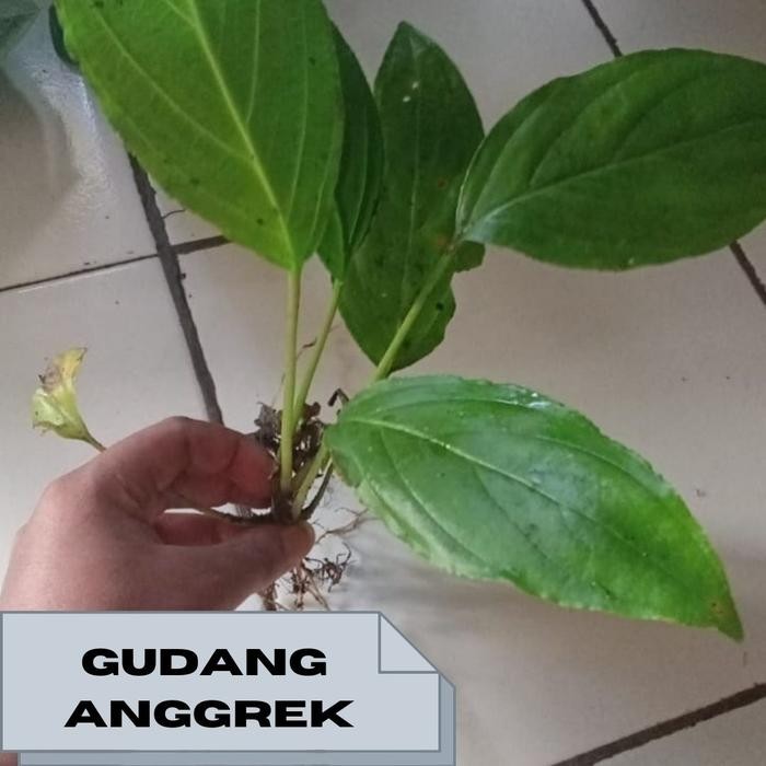 bibit anggrek taca kelelawar/anggrek hitam