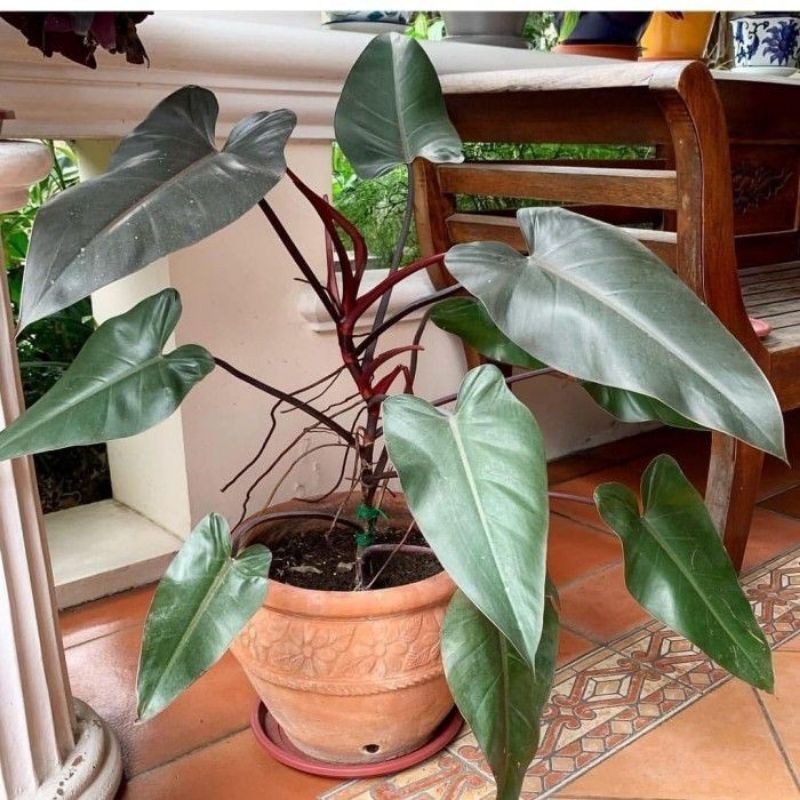 Tanaman hias philodendron dark lord-philo dark lord