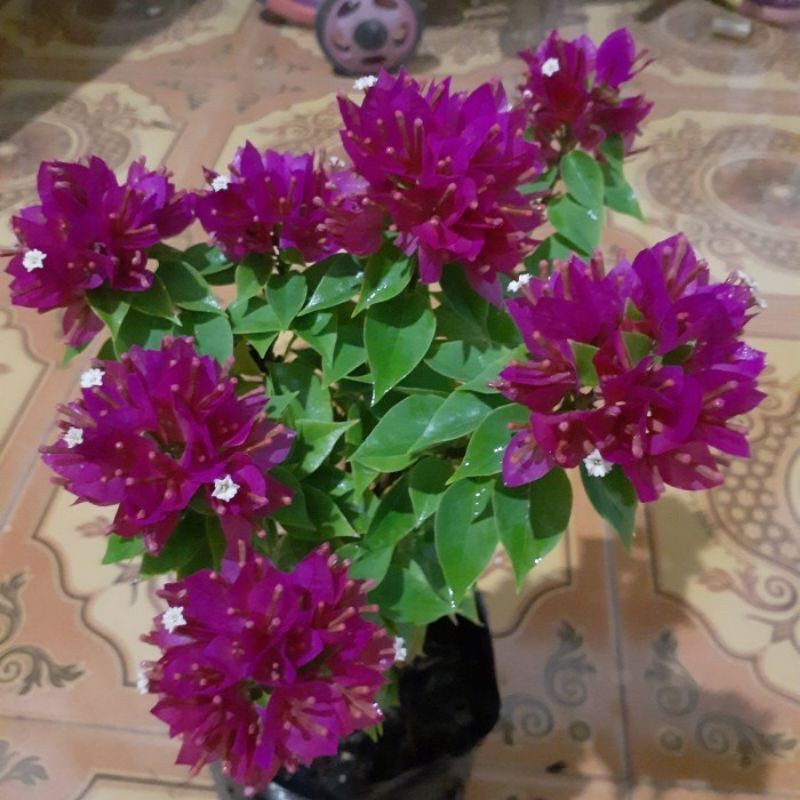 • PROMOTANAMAN HIAS BUGENVIL SINGAPORE//SINGAPORE UNGU •