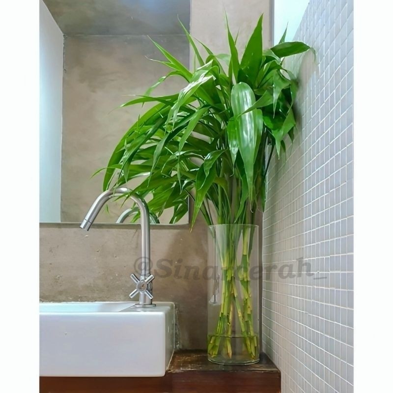 Tanaman air bambu hoki-Sri rejeki/Tanam hias bambu hoki -sri rejeki