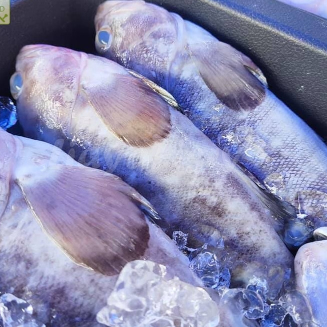 Ikan Kerapu 1Kg Ikan Kerapu Segar Ikan Kerapu Kodok Seafood Ikan Laut Segar
