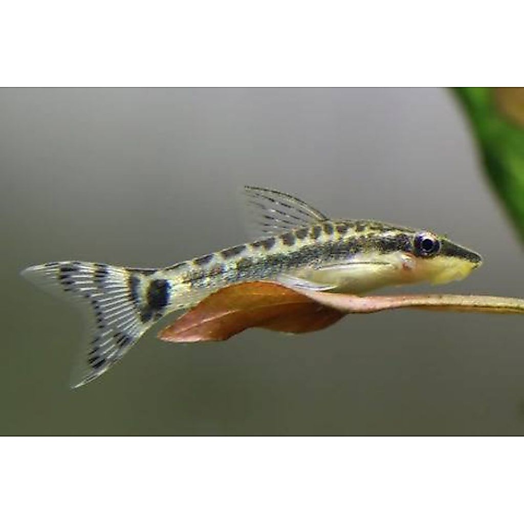 Otocinclus Algae OJOL ONLY  Eater Aquarium Aquascape Hias