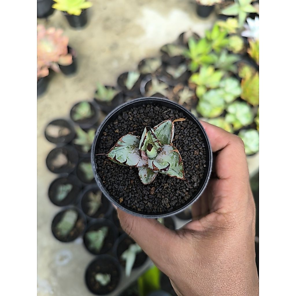 Agave Black & Blue