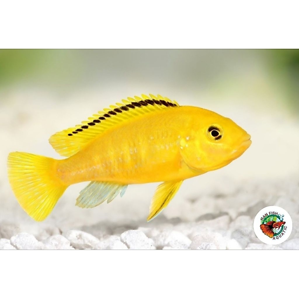 TERLARIS lemon cichild(5cm)ikan hias air tawar aquascape