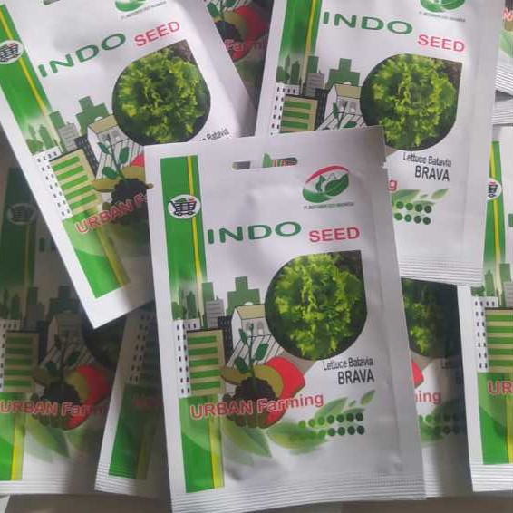 Brava 1 gr Benih selada indo seed