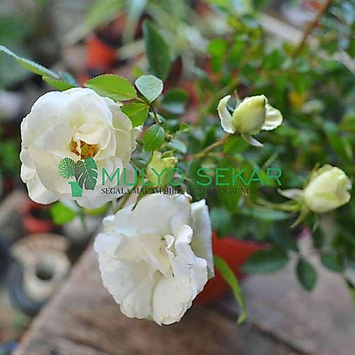 tanaman hias bunga mawar babyrose mini - mawar mini - Putih
