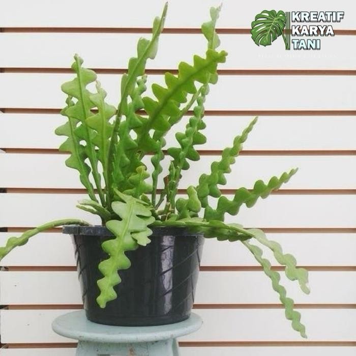 Tanaman Hias Wijaya Kusuma Keris - Wijaya Keris - Bunga Wijaya Kusuma