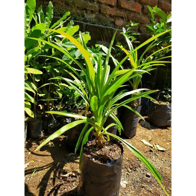 

Pandan wangi fresh dan segar