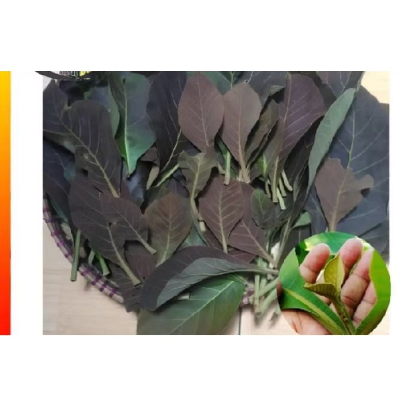 

jual daun jati muda 250g SPL