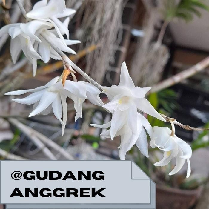 tanaman anggrek bunga merpati harum semerbak