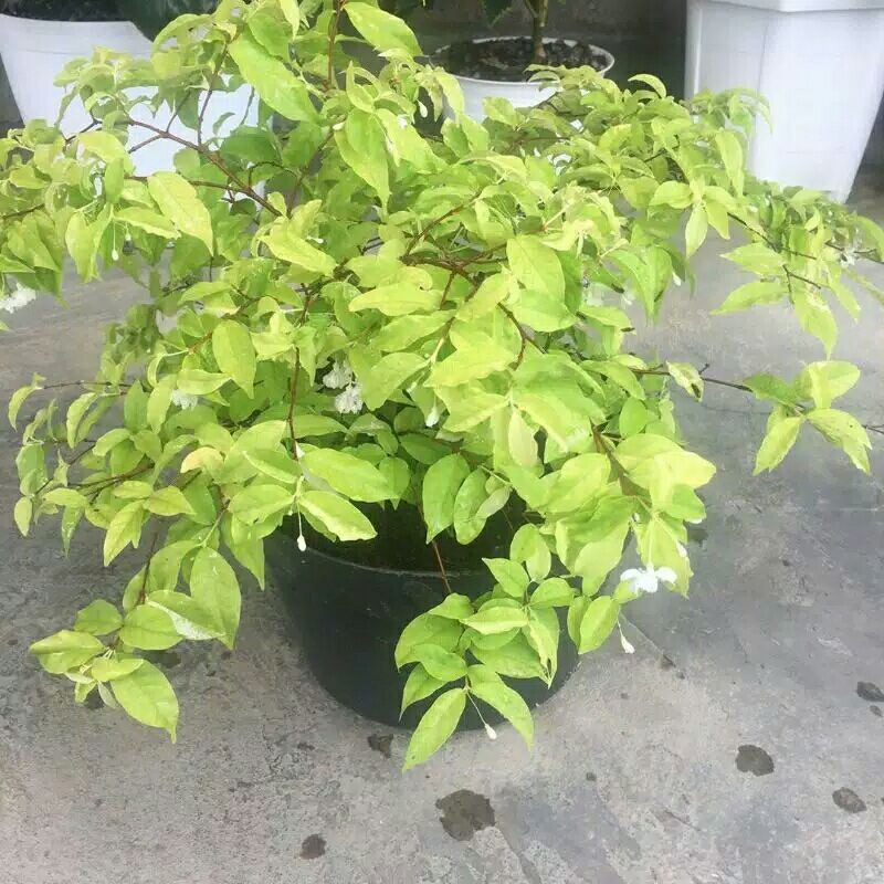 Tanaman hias anting putri / bahan bonsai anting putri bunga putih