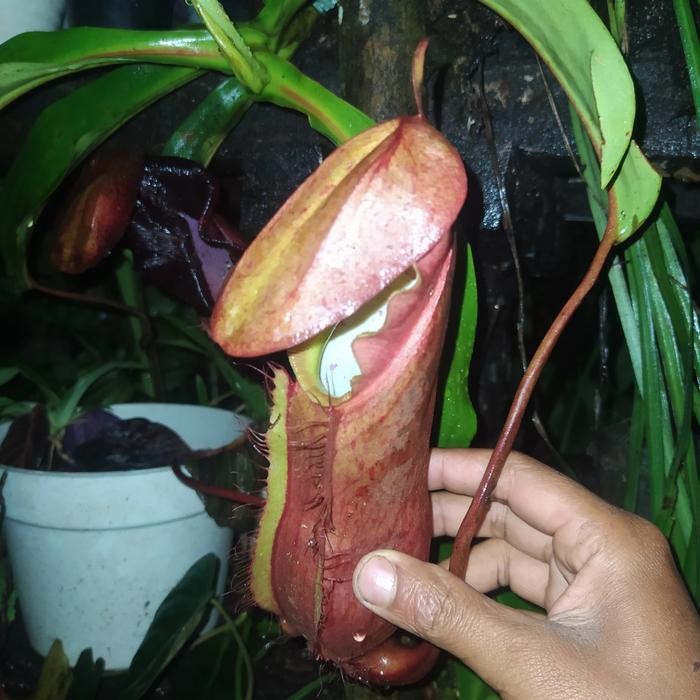 Tanaman hias langka kantong Semar