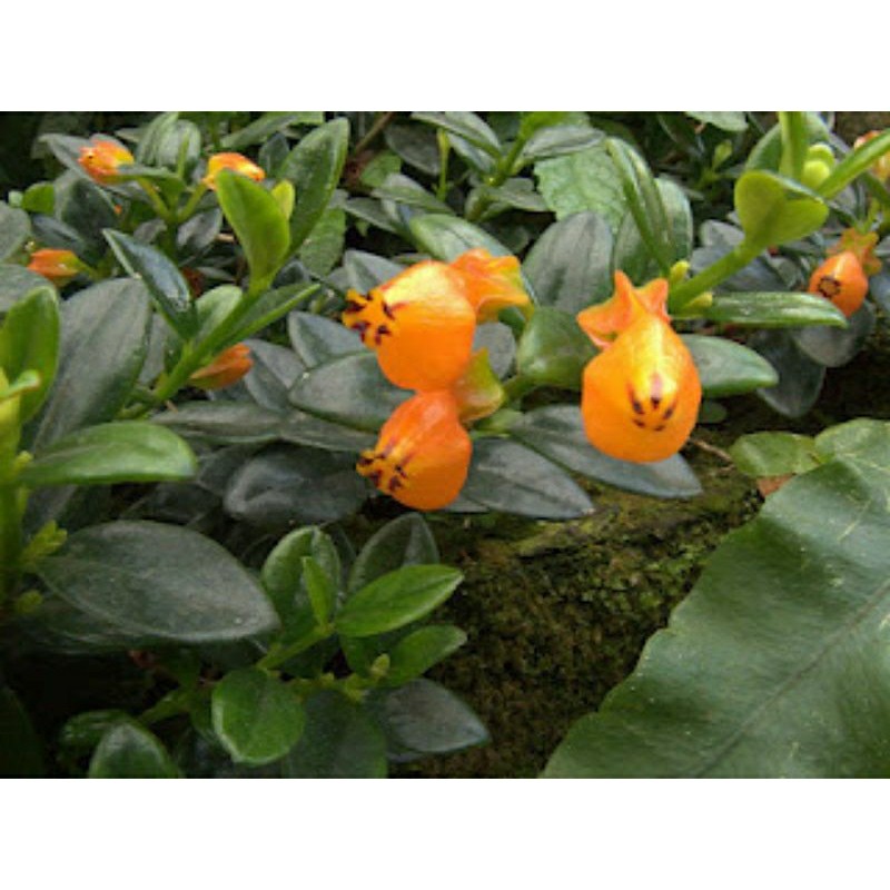 Tanaman bunga ikan mas (Nematanthus gregarius)-lipstik orange tanaman gantung-tanaman outdoor-tanama
