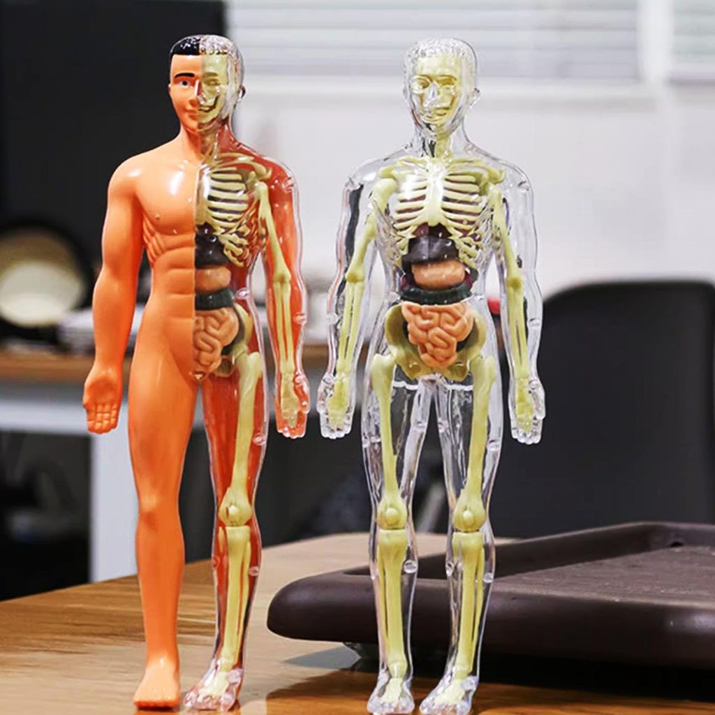 Human Body Anatomy Torso Model 3D Mainan Edukasi Dokter Organ Tubuh Manusia Alat Praktek Kedokteran 