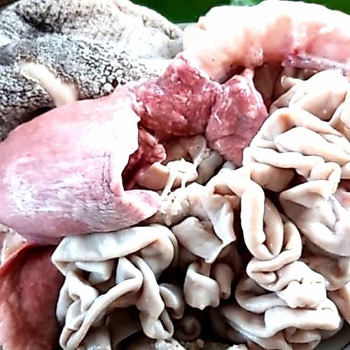 Jeroan Kambing Segar 1 Kg