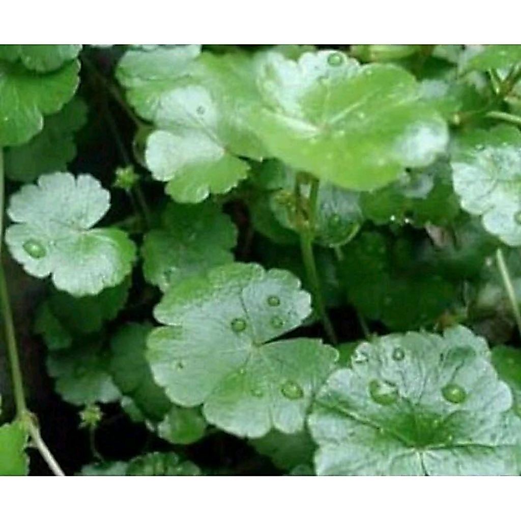 Daun semanggi gunung segar/daun patikim 250 gram