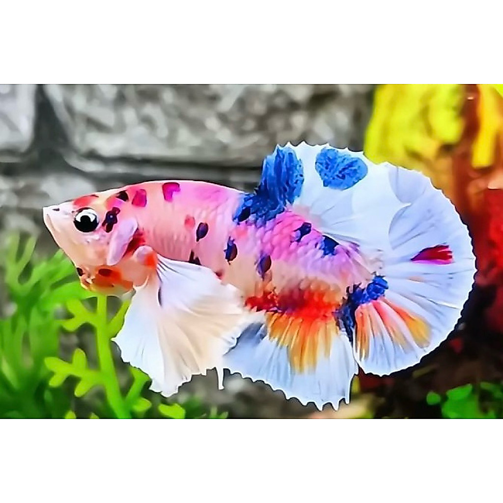 kebutuhan aquarium cupang pkde multi calor sepasang