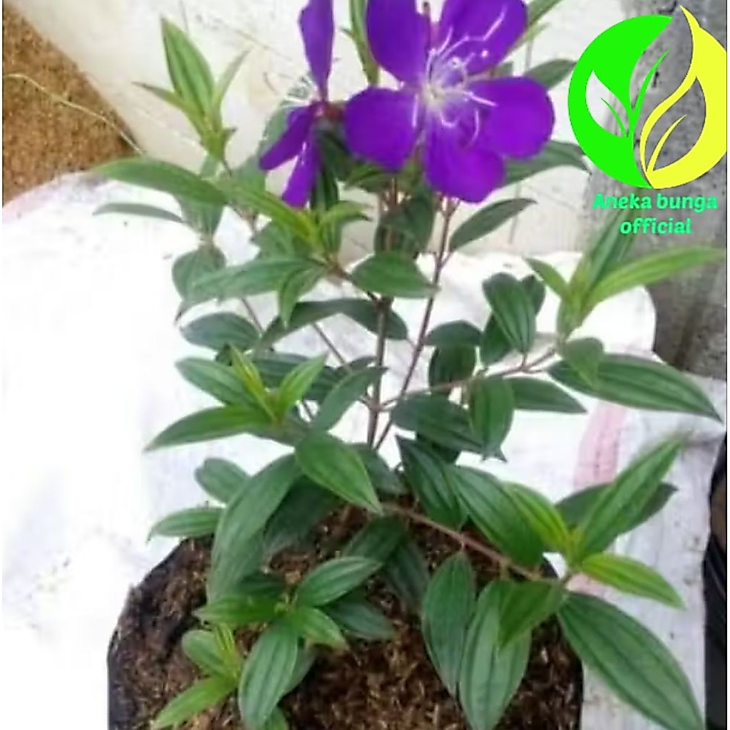 POHON BUNGA SENGGANI UNGU / TANAMAN HIAS BUNGA SENGGANI UNGU