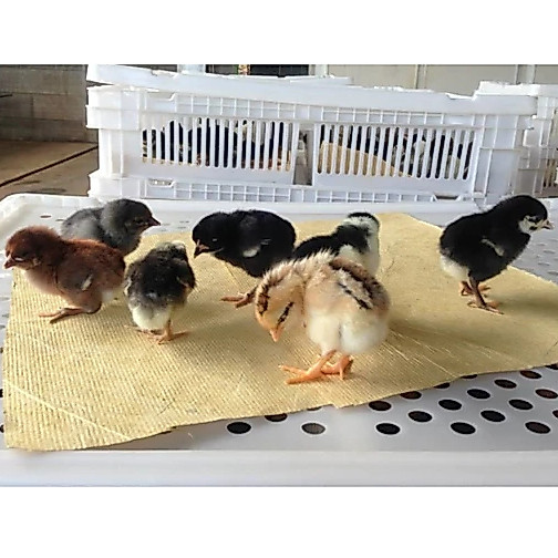DOC AYAM KAMPUNG UNGGULAN KUB Umur 1-2 Minggu/ANAK AYAM KAMPUNG UNGGULAN KUB/DOC AYAM KAMPUNG JAWA/A