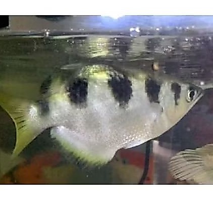ARCHER FISH UKURAN 8-9 CM