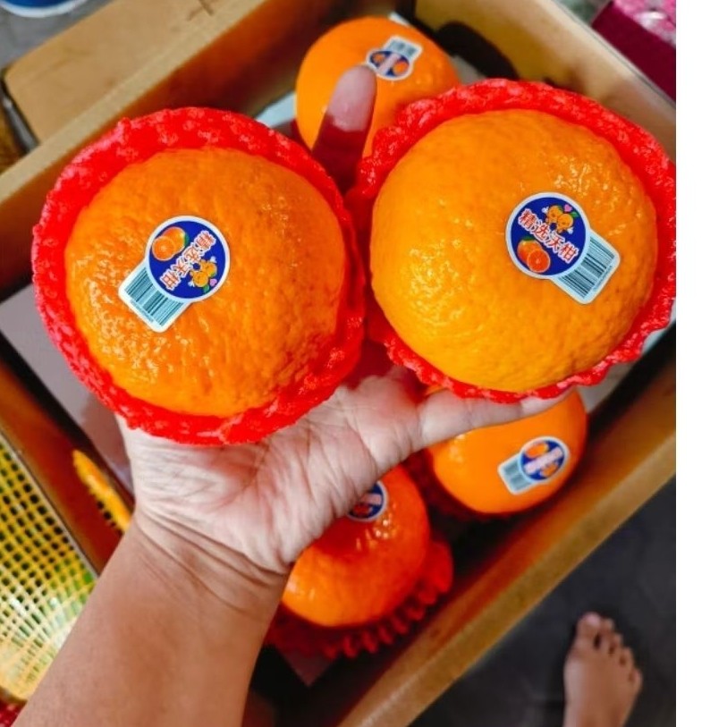 

Jeruk mandarin wogam import 1kg