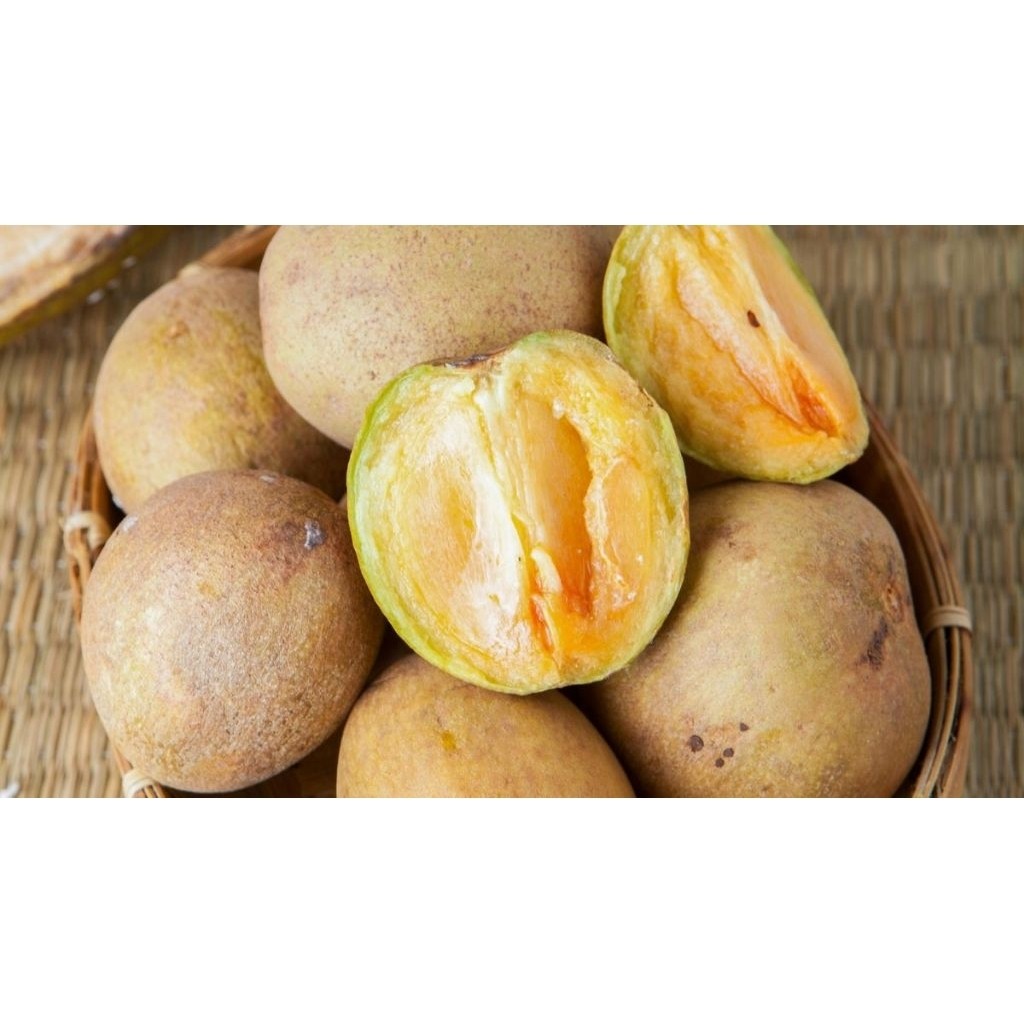 

[AR] buah sawo manis mentah 1kg