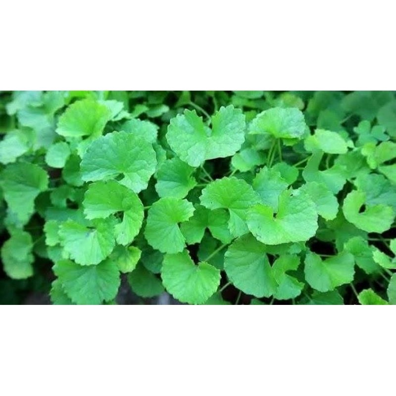 

jual pegagan/lalapan antanan segar 1kg Terbaik