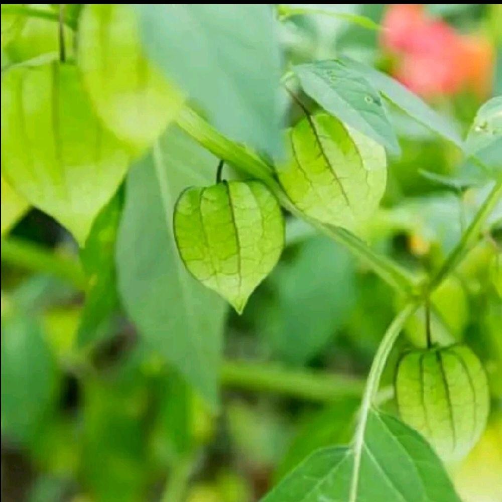 

Daun Cecendet / Daun Cimplukan Segar Fresh Herbal Kecombrang Potato Tanaman Tumbuhan