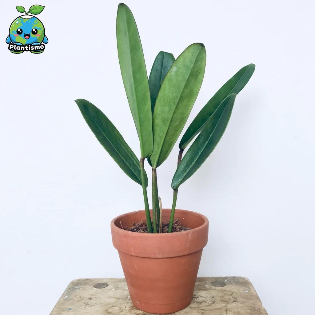 Tanaman Hias – Philodendron Callosum Mauis Paddle Epiphytic Creeper Daun Panjang Mengilap