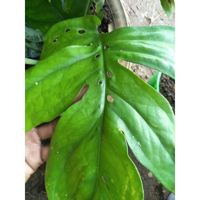 Tanaman hias monstera amidrium Lestari Alamku