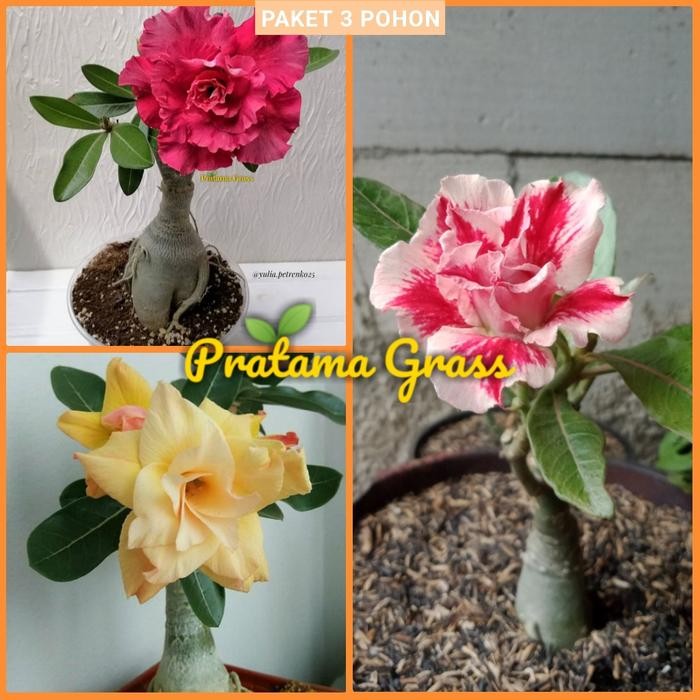 PAKET 3 TANAMAN ADENIUM TUMPUK WARNA TERBARU-KAMBOJA JEPANG- KEMBOJA ADENIUM ARABICUM Bunga Hidup - 