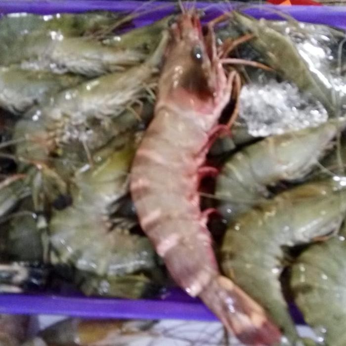 Udang Tiger Besar 1 kg