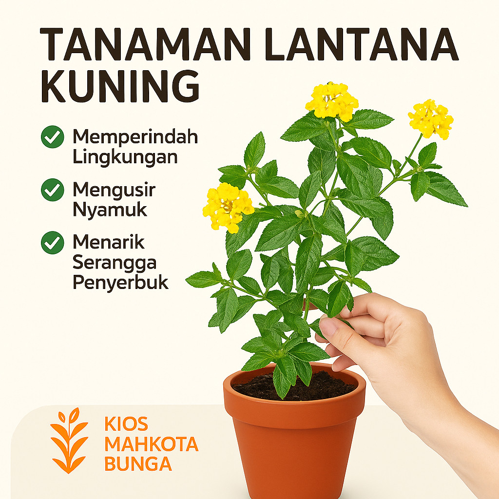 Bunga Hias Lamtana Bunga Kuning & Putih / Tanaman Hias Lamntana Berbunga Kuning & Putih / Tanaman Hi