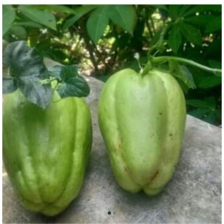 Bibit Tanaman Labu Siam/Labu sayur