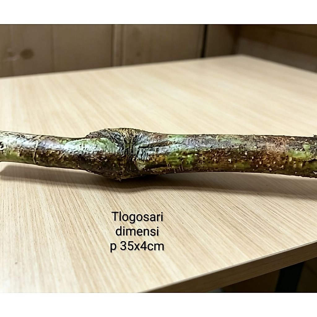 kayu Tlogosari bahan Viva once jumbo masih berkulit