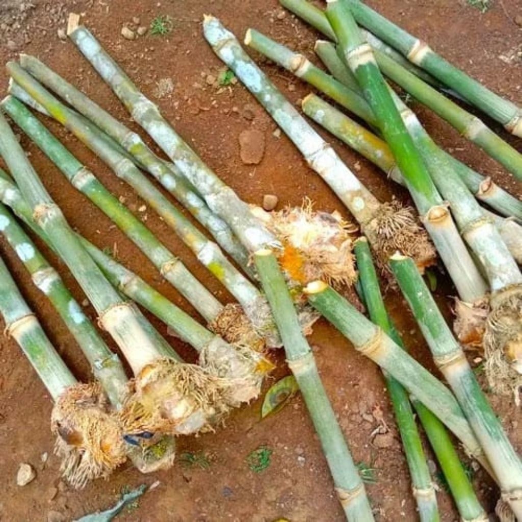 Bibit Bambu Petung Jumbo Asli Tahan Cuaca