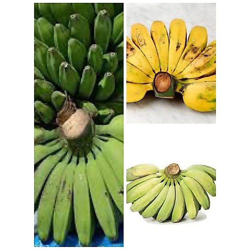Pisang kepok matang, pisang kepok mengkal, pisang kepok mentah