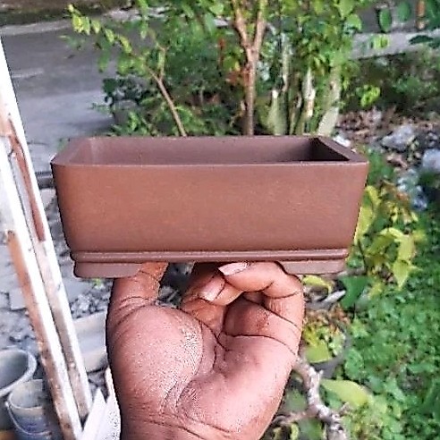 pot bonsai mame 14cm pot bonsai mame halus murah