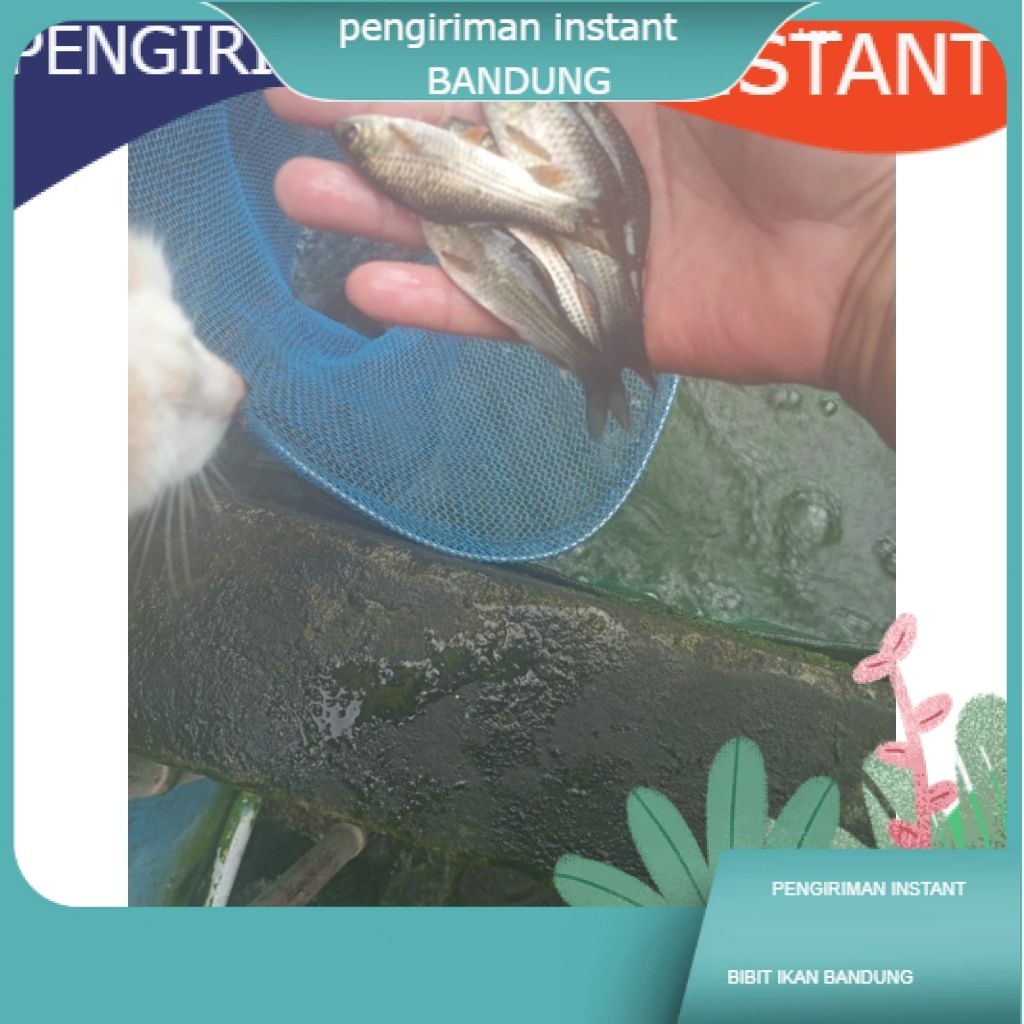 bibit ikan Nilem Ukuran  9 -12  cm per ekor GROSIR BANDUNG NILEM TERAPI  TERDEKAT